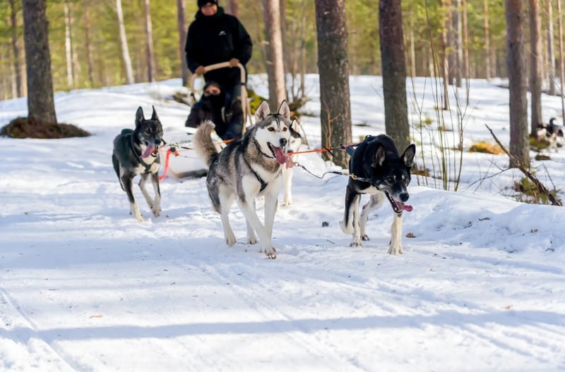 Husky Safari Winter Tour and Barbecue in Rovaniemi, photo 3