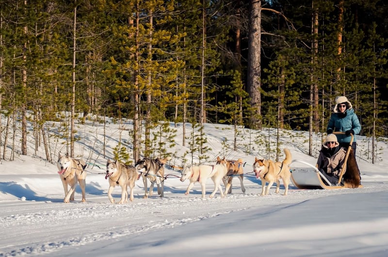 Husky Safari Winter Tour and Barbecue in Rovaniemi, photo 5
