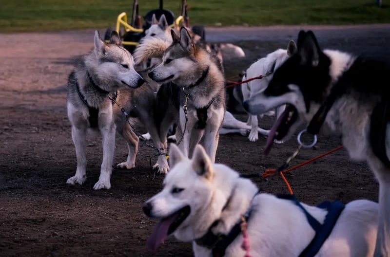 Autumn Husky Safari and Barbecue Experience in Rovaniemi, photo 4