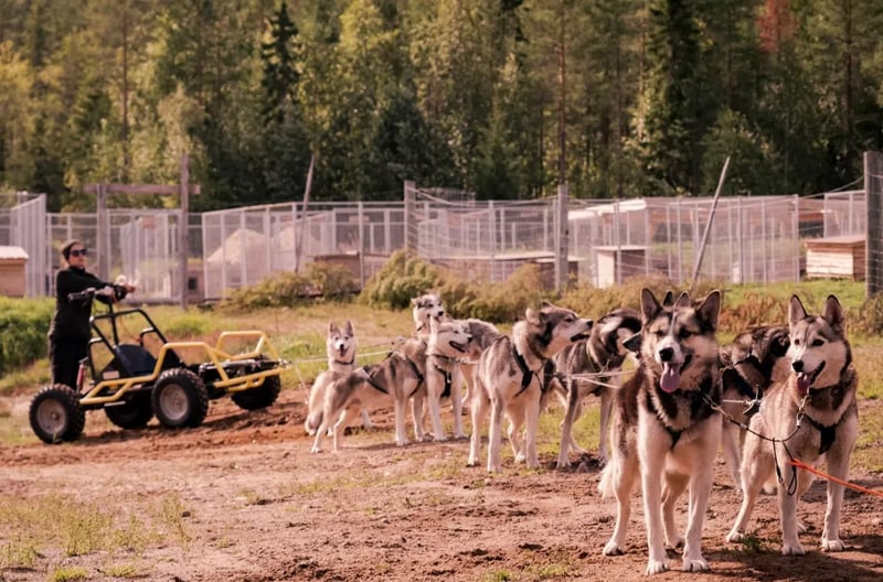 Autumn Husky Safari and Barbecue Experience in Rovaniemi, photo 2
