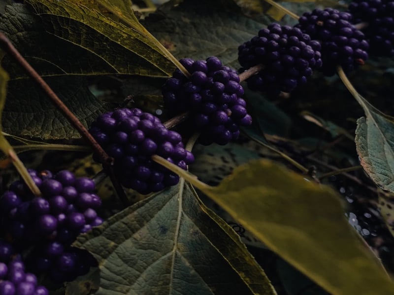 Mushrooms and Wild Berry Picking – Foraging in Rovaniemi, photo 2