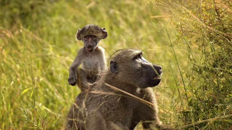 Full Day Upper Zambezi Canoeing Adventure, Zambia, photo 2