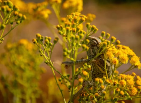 Private Buskett Woodlands & Dingli Cliffs Nature Walk with Expert Botanist Guide, photo 5