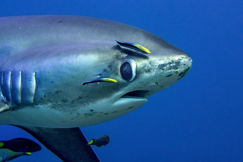 Two-Resort Philippines Dive Adventure: Malapascua & Moalboal gallery 10