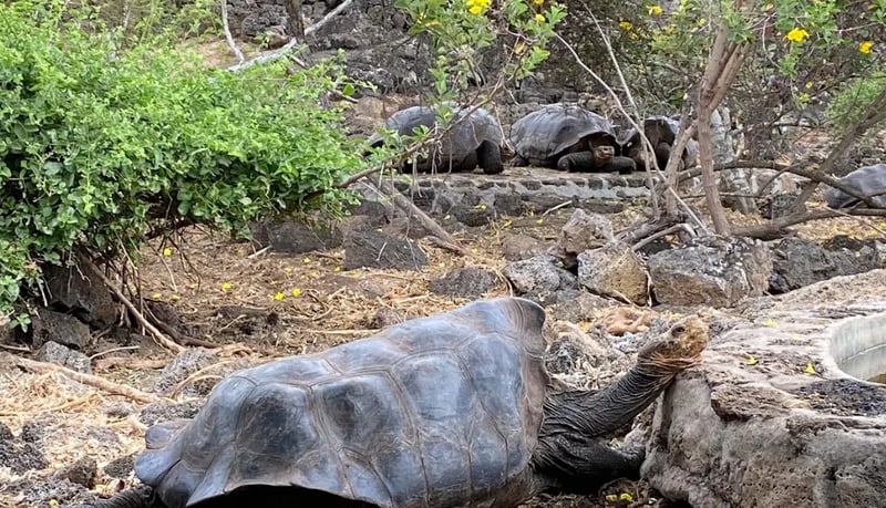 Bike or Hike Wetlands Wall of Tears & Giant Tortoise Breeding Center Isabela, photo 5