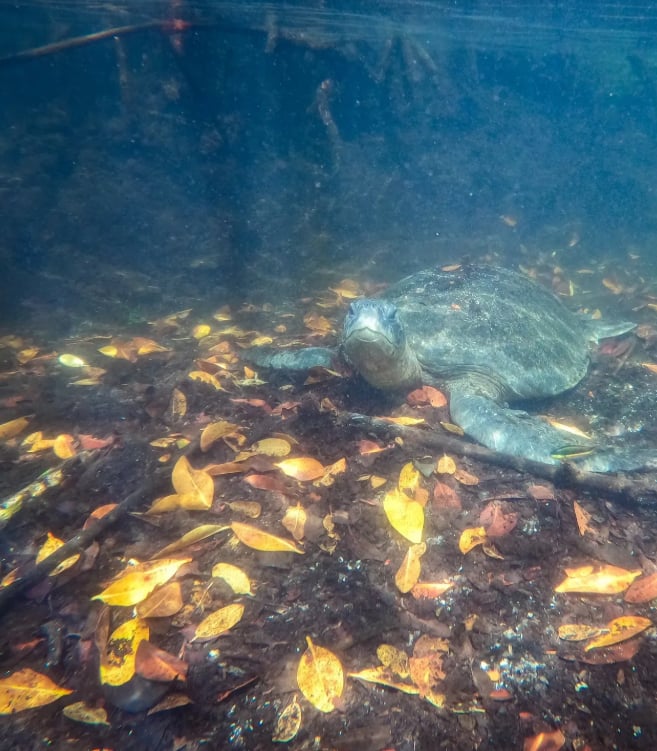 Snorkelling Adventure in Los Tuneles, Isabela, photo 2