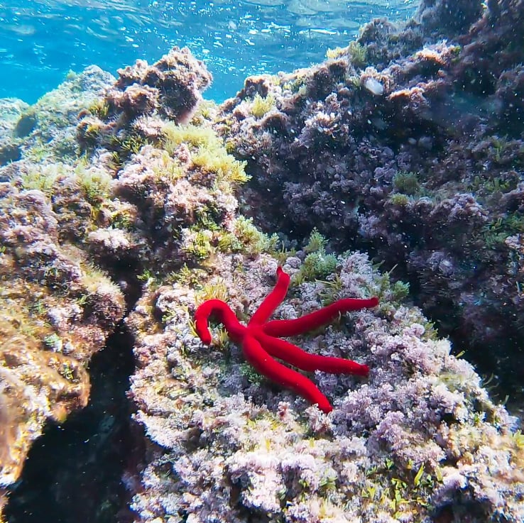 Family Boat Trip With Snorkelling in Ibiza gallery 4