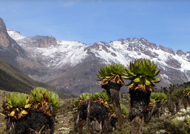 4-Day Guided Mount Kenya Ascent – Sirimon Route, photo 5