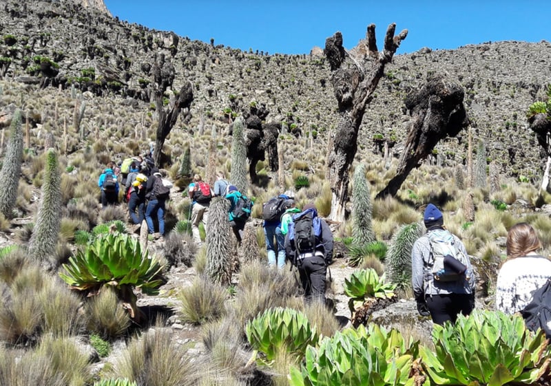 5-Day Guided Mount Kenya Traverse via Sirimon & Chogoria, photo 2