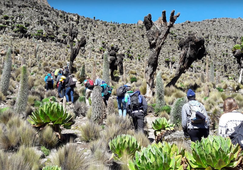 7-Day Guided Mount Kenya Traverse via Sirimon & Naro Moru, photo 4