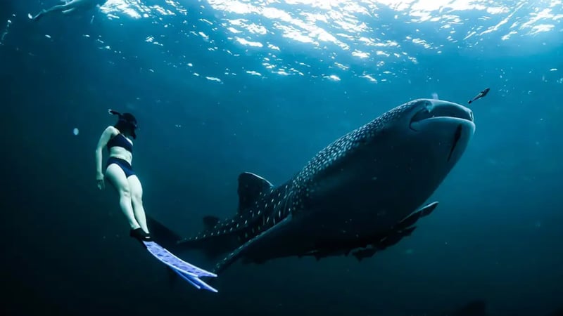 PADI Freediver Course (Confined + Open Water Training), photo 4
