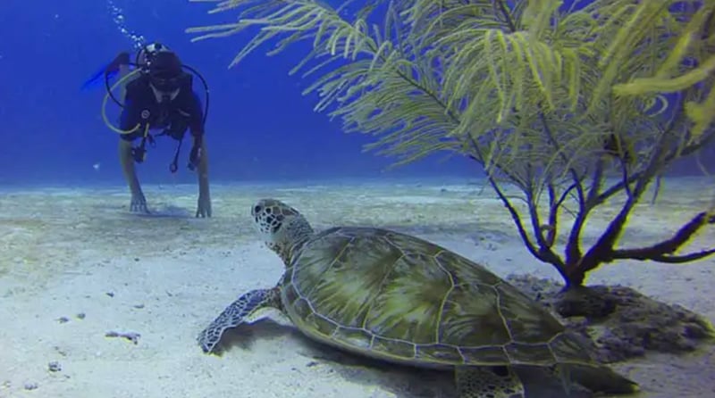 PADI Skin Diver Course (Snorkelling & Breath-Hold Skills), photo 2