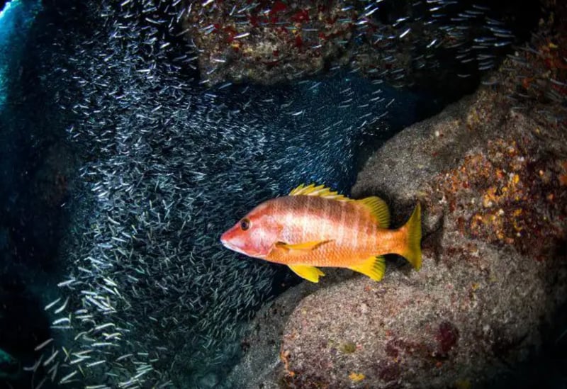 Guided Night Diving Adventure in Dibba Al Fujairah, photo 2