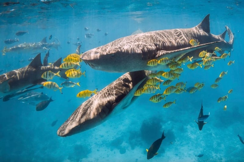 Maldives Liveaboard: Best of Central Atolls gallery 8