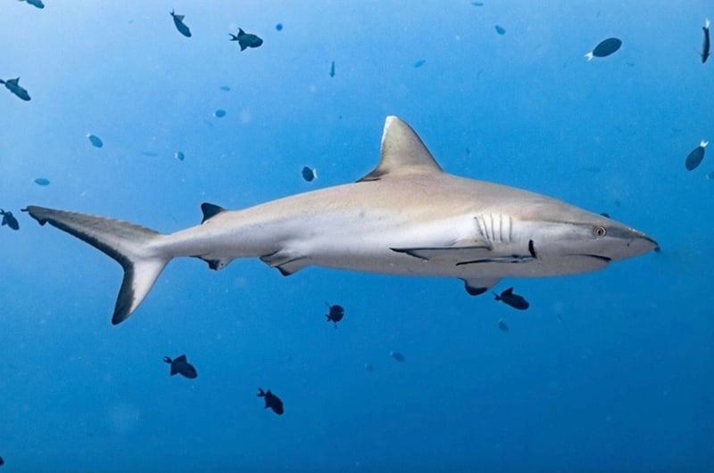 Maldives Liveaboard: Best of Central Atolls gallery 7