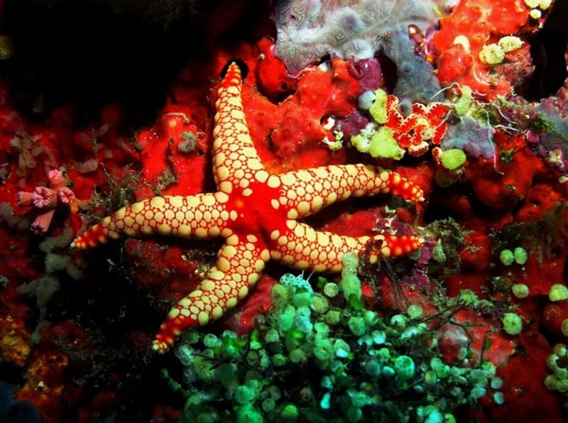 Maldives Liveaboard: Best of Central Atolls gallery 5