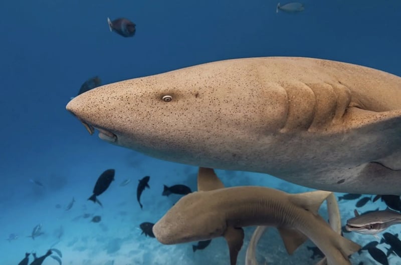 Maldives Liveaboard: Best of Central Atolls gallery 3