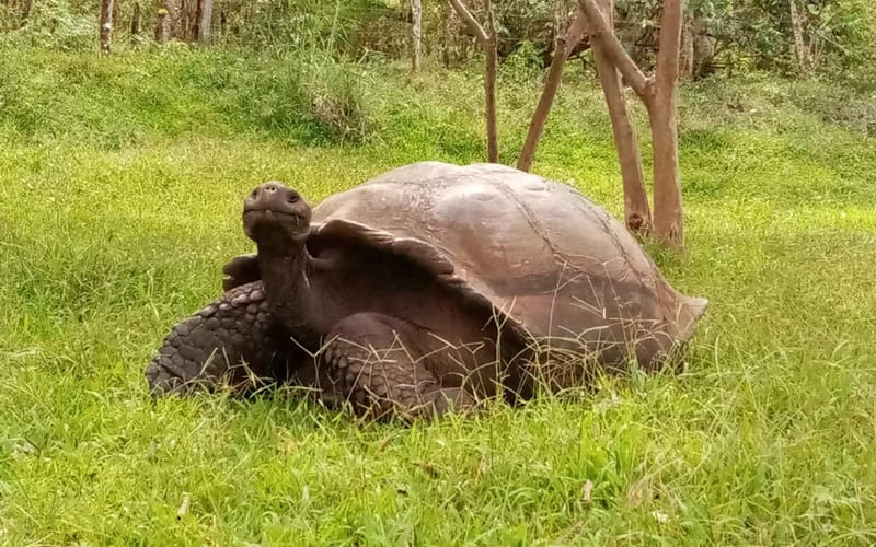 Galapagos Islands: 6-Day Scuba Diving, Snorkelling & Island Exploration Tour gallery 5