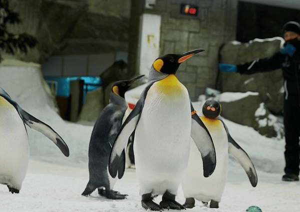 Indoor Snow Park Experience at Ski Dubai, photo 5