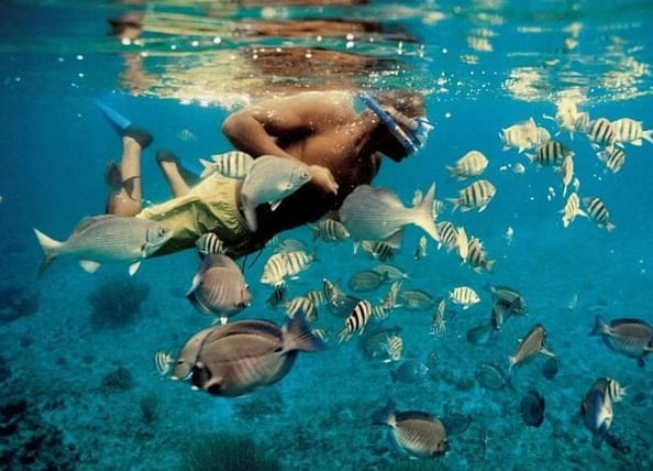 Dolphin Watching & Snorkelling Boat Trip from Muscat, photo 3