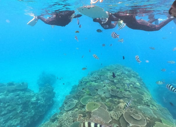 Okinawa Boat Snorkelling – Two Guided Rounds at Minna, Sesoko or Motobu, photo 3