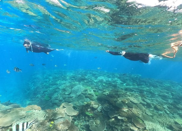Okinawa Boat Snorkelling – Two Guided Rounds at Minna, Sesoko or Motobu, photo 2