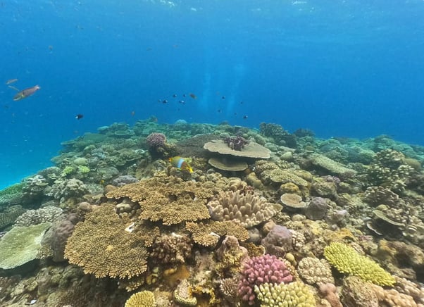 Okinawa Boat Snorkelling – Two Guided Rounds at Minna, Sesoko or Motobu, photo 5