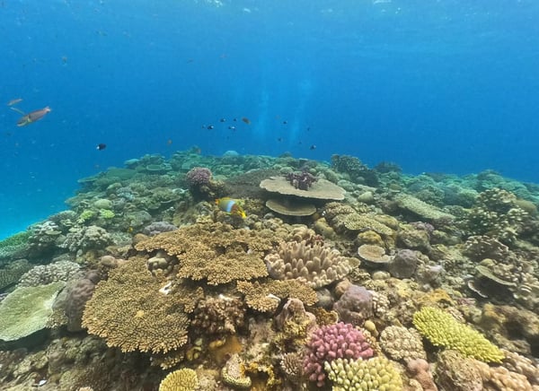 Okinawa Discover Scuba Diving – Private Beginner Dive at Minna, Sesoko or Motobu, photo 3