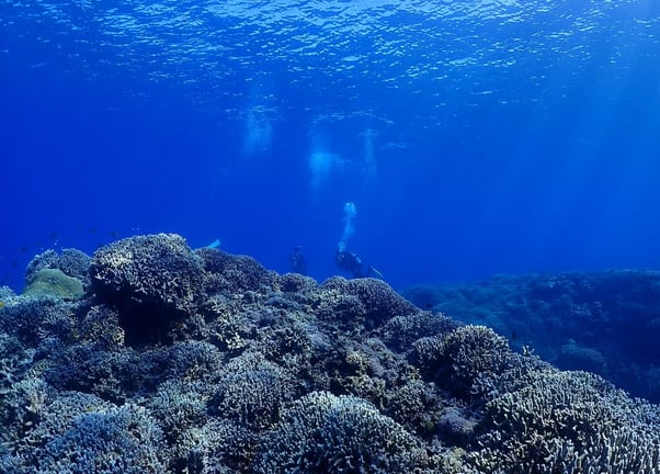 Okinawa Boat Fun Diving – Private Dives at Minna, Sesoko or Motobu for Certified Divers, photo 2