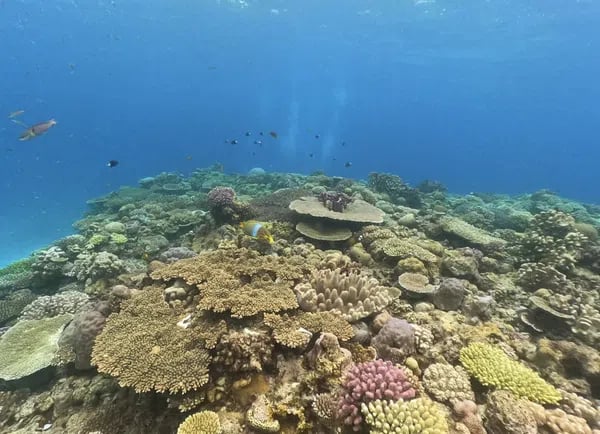 Okinawa Boat Snorkelling – Private Afternoon Session at Minna, Sesoko or Motobu, photo 4
