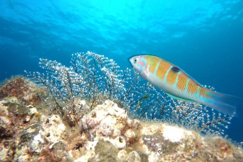 Shore Dive at Ponta de São Lourenço (House Reef), photo 5