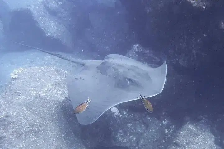 PADI Scuba Diver Course in Madeira (2 Days), photo 5