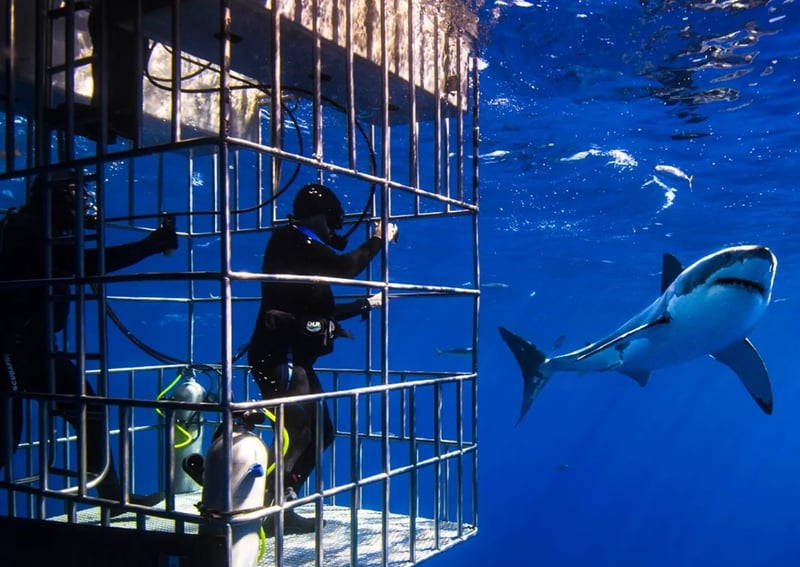 Dubai Aquarium Cage Snorkelling Experience, photo 4