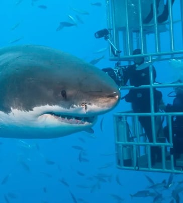 Dubai Aquarium Cage Snorkelling Experience, photo 5