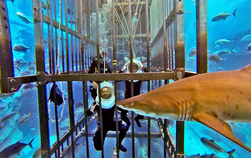 Shark Walker Experience at Dubai Aquarium, photo 2