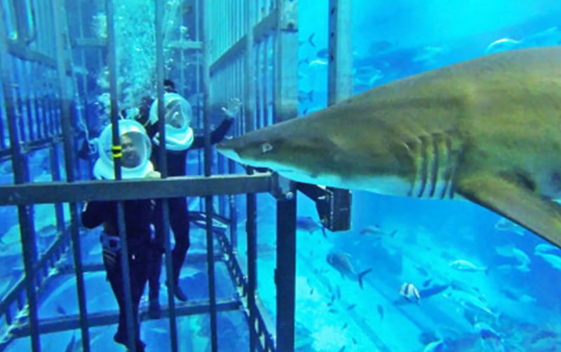 Shark Walker Experience at Dubai Aquarium, photo 3