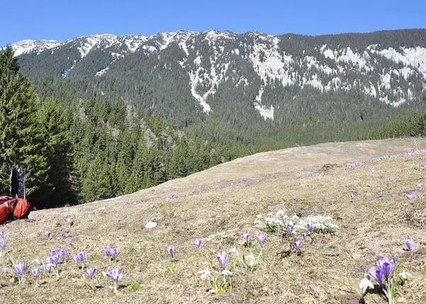 Piatra Craiului National Park Private Hiking Tour from Brașov (Day Hike), photo 2