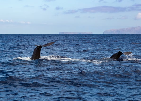 Private VIP Whale & Dolphin Watching Charter from Funchal, photo 5
