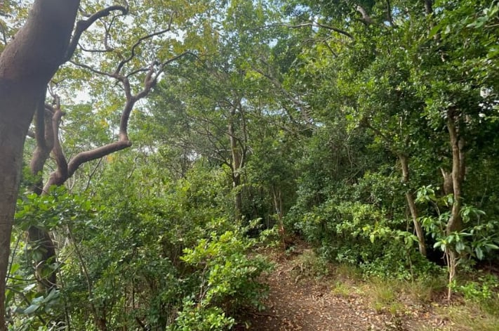 Wingfield Rainforest and Romney Hike in St Kitts gallery 5