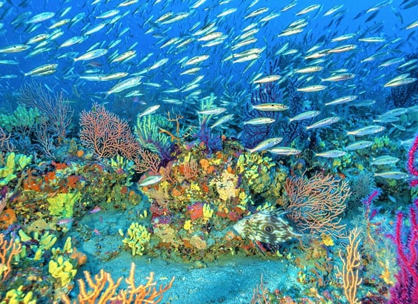 Scuba Diving Experience in Nice – Beginner Dive in Villefranche Bay, photo 4
