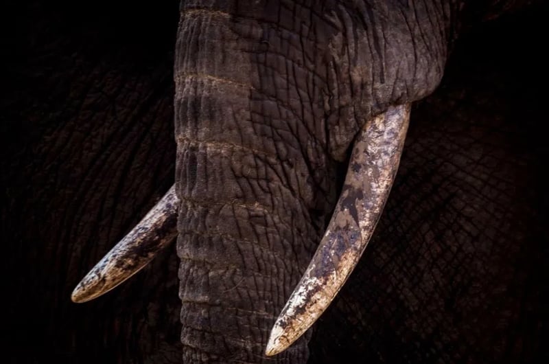 Greater Kruger Big-5 Walking Safari – Maseke Wilderness Trail gallery 7