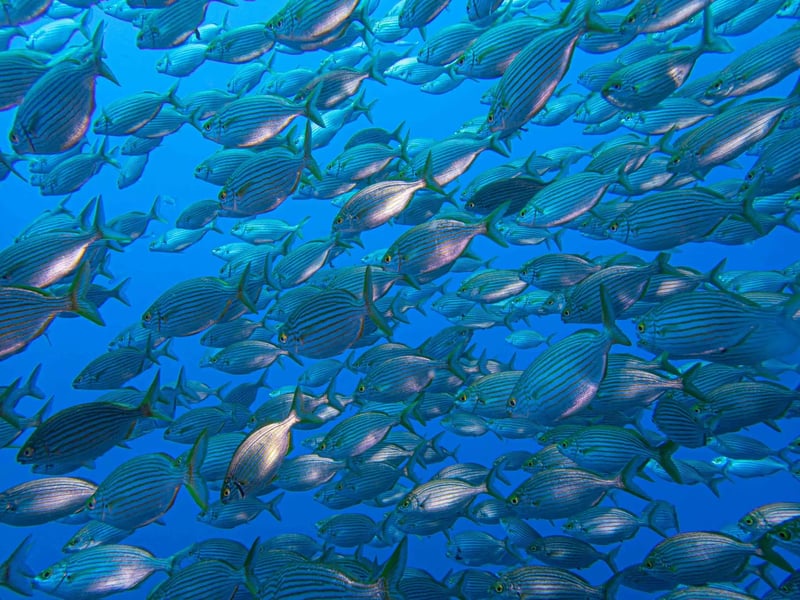 2 Boat Dives in Garajau Marine Reserve (Certified Divers), photo 4