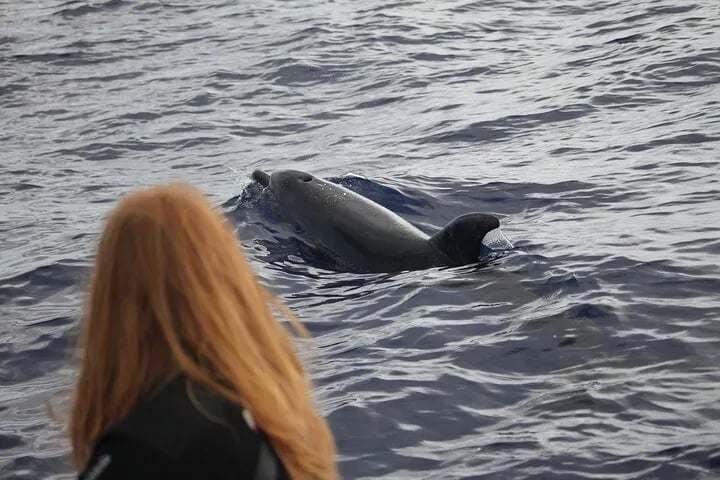Responsible Whale & Dolphin Watching Speedboat Tour from Funchal, photo 4