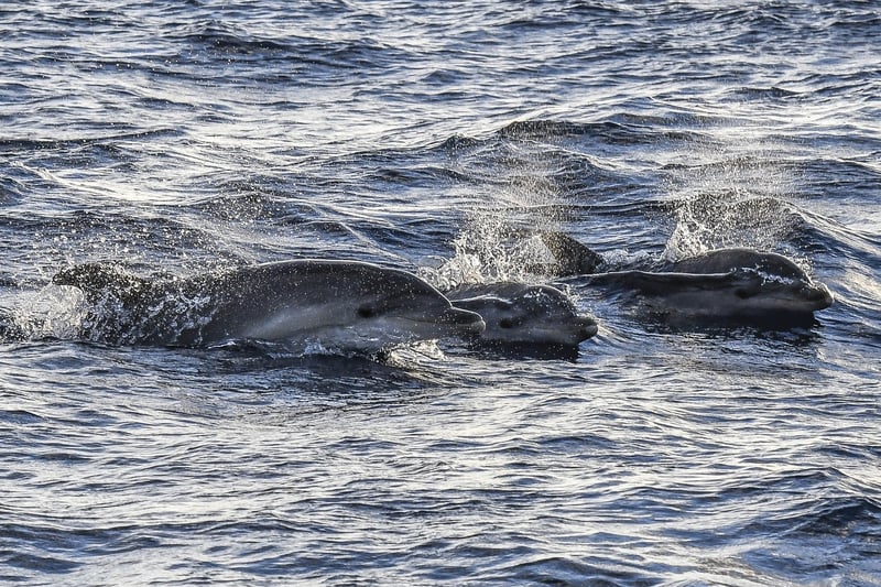 Sunrise Dolphin Watching Boat Trip from Playa de Palma, photo 5