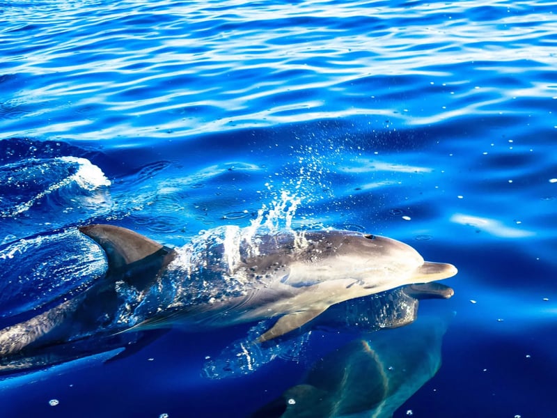 Whale & Dolphin Watching Speedboat Tour from Funchal gallery 8