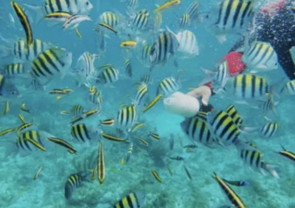 Isla Catalina Snorkeling & Beach Day from Punta Cana with Lunch, photo 3