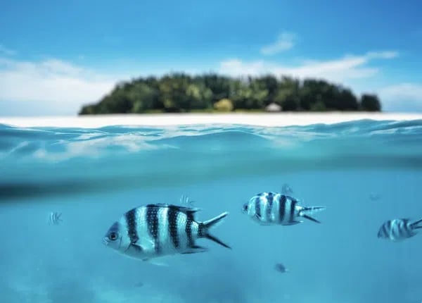 Mnemba Atoll Dhow Snorkeling Cruise with Swahili Lunch, photo 2