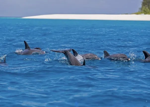 Mnemba Atoll Dhow Snorkeling Cruise with Swahili Lunch, photo 5