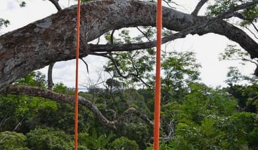 Tree Climbing Adventure in the Amazon from Manaus, photo 2