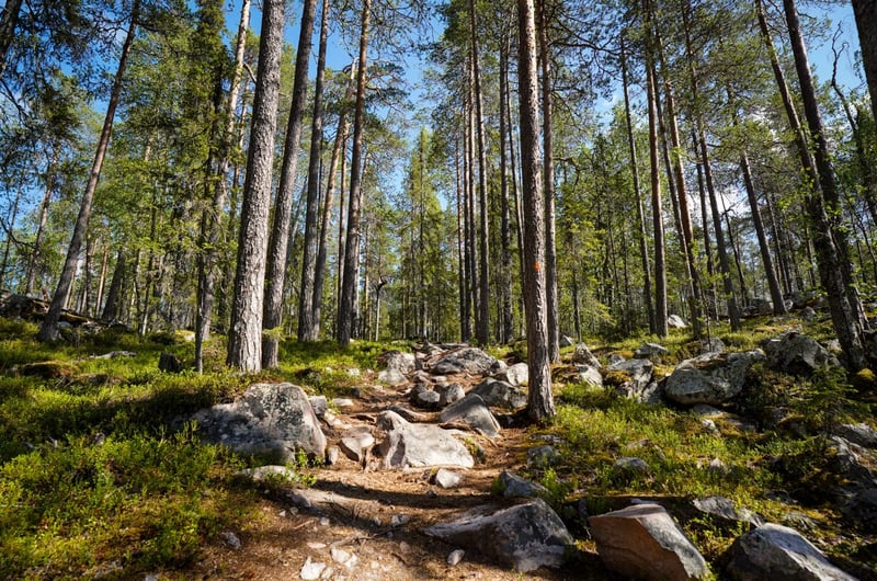 Auttiköngäs Wilderness Hike in Rovaniemi gallery 2